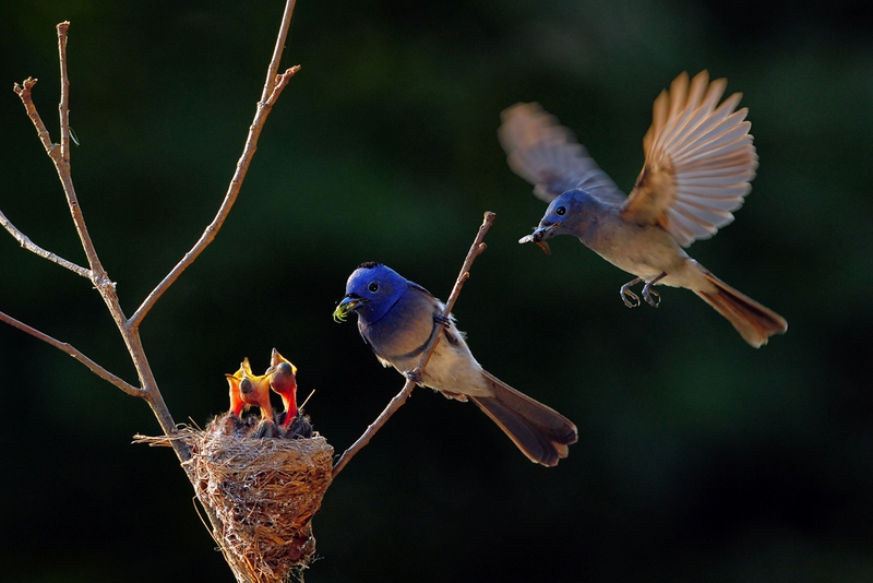 1039 - NATURAL AFFECTION 9 - TSAI CHI CHANG - taiwan.jpg